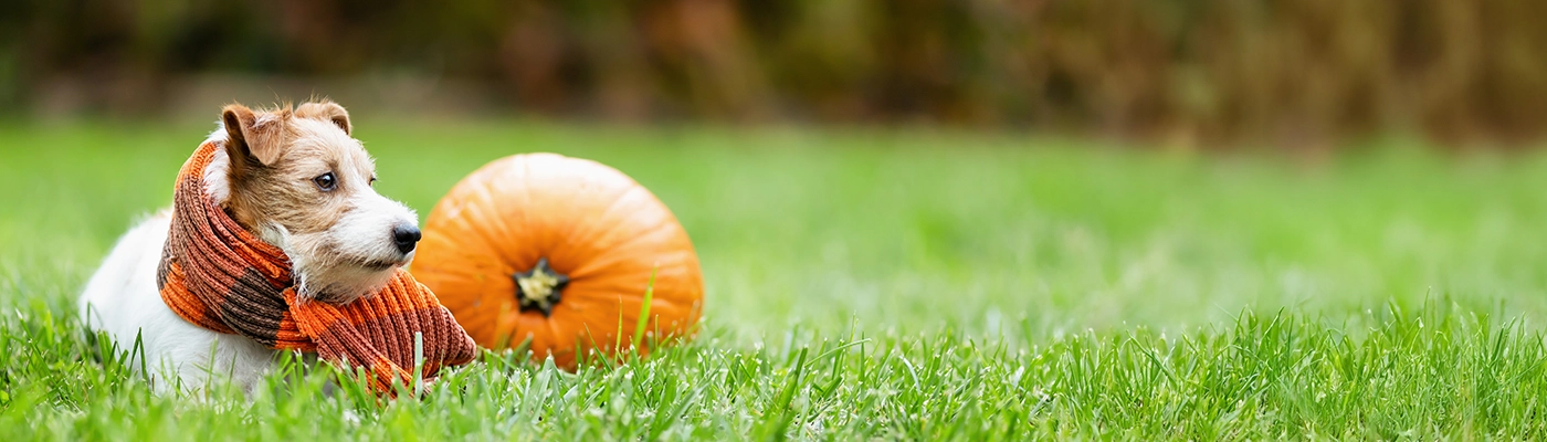 fox terrier in a flannel scarf sitting next to a pumpkin on the grass
